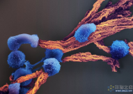 哈佛研究团队Nature子刊获CAR-T细胞疗法新突破：增强体内肿瘤清除能力