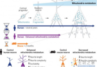 Science：线粒体代谢设定神经元发育的物种特异性节奏