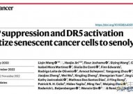 破解癌细胞“老而不死”之谜！中国科学家找到杀死癌细胞新方法