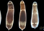 一个生物学奇迹：哈佛大学研究人员发现成年多能干细胞的胚胎起源