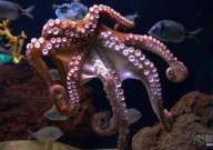 如同外星人，是什么让章鱼的大脑如此独特？