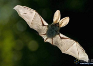 Cell：蝙蝠多能干细胞揭示宿主和病毒之间不寻常的关系