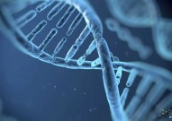 生物科普：作为生命的“蓝图”，DNA到底是怎么工作的？