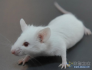 《Science》科学家再生了神经元，恢复小鼠脊髓损伤瘫痪后的行走能力