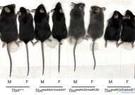 Nature：人类进化失去尾巴的遗传基础 诱导老鼠尾巴缺失已验证