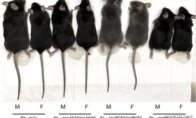 Nature：人类进化失去尾巴的遗传基础 诱导老鼠尾巴缺失已验证