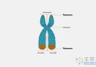长期以来的科学教条被推翻？短端粒综合征患者易患上癌症的原因有了新解释