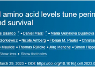 Cell：大型中性氨基酸对大脑发育至关重要