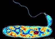 惊人发现：细菌竟能以这种颠覆三观的方式包装DNA