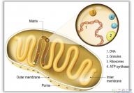 “细胞层面的母爱”Nature子刊解释：为什么线粒体只来自母亲，而父亲的却被淘汰？