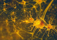 Nature重磅：结束多年争议，这种新发现的特殊神经细胞为大脑健康和治疗带来巨变