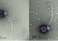 美国首次发现“吸血鬼”病毒，竟源自本科生的课程，为抗病毒药物开发带来新见解