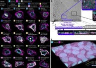 累计84位论文作者，科学家解开人类细胞真实面貌的秘密