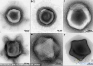 令人恐惧的巨型外星病毒？科学家发现罕见病毒，其具有前所未见的触手和星状外形