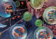 多细胞生物自噬 我国科学家初步破解“细胞清道夫”形成之谜