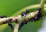 研究表明：蚂蚁大脑中有一个情报交流中心，与人脑相似！
