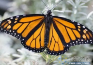 Science：颠覆认知！蝴蝶翅膀上的彩色图案并非基于蛋白质