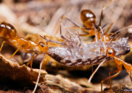 Science：首次破译疯狂蚂蚁“黄疯蚁”的奇怪基因组