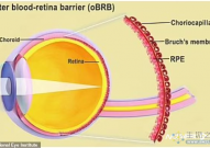 美国眼科研究所用干细胞和3D打印技术成功制造视网膜组织