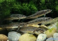 进化的逻辑︱水生时代：体外受精与鱼类婚配