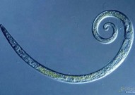 科学家复活了4600年前的线虫，下一个复活的古生物会是什么？