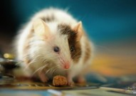 Nature连发10篇，揭示迄今最全小鼠完整大脑细胞图谱
