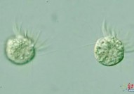 重磅！科学家首次发现“专吃病毒”的生物：原来病毒也是食物链中的一环