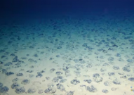 深海采矿与生物多样性保护，鱼和熊掌能否兼得？