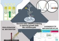 与身高息息相关，CRISPR筛选发现了参与软骨细胞成熟的基因