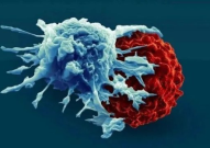 T细胞增殖提高10倍，斯坦福亓磊团队开发新型「RNA编辑平台」增强CAR-T疗效