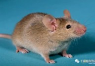 重磅！日本科学家利用iPS细胞技术将皮肤克隆成老鼠