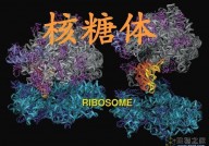 Nature新发现：人类核糖体解码mRNA速度比细菌慢10倍，但更准确！