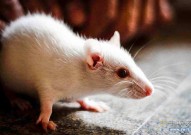 类器官发展“里程碑”！“迷你人脑”首次修复老鼠部分脑损伤