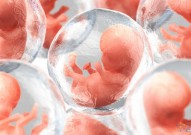 科学家构建迄今最先进人造人类胚胎，完全由人类干细胞制成，发育情况与天然胚胎相当