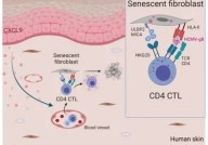 Cell：想要看起来更年轻？增强身体的抗病毒免疫反应可以消灭衰老细胞