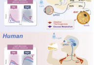 Cell：科学家揭示光调节机体代谢过程背后的神经分子机制