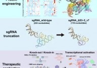 《Cell》基因编辑的突破：基于AsCas12f的10倍效率基因组编辑工具