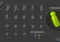 美国国家人类基因组研究所23日宣布，已经完成对人类Y染色体脱氧核糖核酸（DNA）全部基因测序