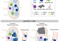 《Cell》切莫过早切除淋巴结！新发现它们能促进癌症免疫治疗成功