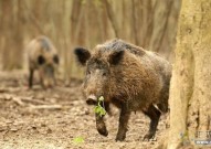 野猪正式调出“三有”野生动物名录，专家：不意味可以随意捕杀