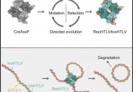 科学家成功用基因剪刀将类似HIV的病毒从实验室细胞中完全抹除