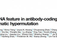 Cell：揭示抗体基因DNA的「刚柔相济」，为开发超级抗体奠定基础，解决抗体研究40年难题！