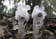 柳州惊现神秘植物，被称冥界之花“水晶兰”，靠“尸体”存活，专家：不要碰