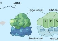 Science：活性氧诱导的核糖体损伤，是肥胖和衰老相关代谢疾病的“罪魁祸首”