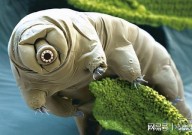 地表“最强”生物水熊虫：煮不烂烧不死，能在真空150℃的环境存活！