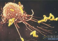 Cancer Cell：清除衰老巨噬细胞降低KRAS驱动的肿瘤发生