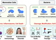 Cell：高璞团队揭示RADAR超分子机器执行RNA脱氨和抗病毒免疫的机制