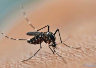 PLOS：蚊子唾液可以抑制人的免疫系统，增加登革热感染风险！