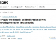 阿尔兹海默症治疗新方法！Nature重磅：靶向T细胞和小胶质细胞间的毒性交联预防神经退行性变