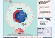 Cancer Cell挑战性新发现：衰老免疫细胞促进癌细胞生长！